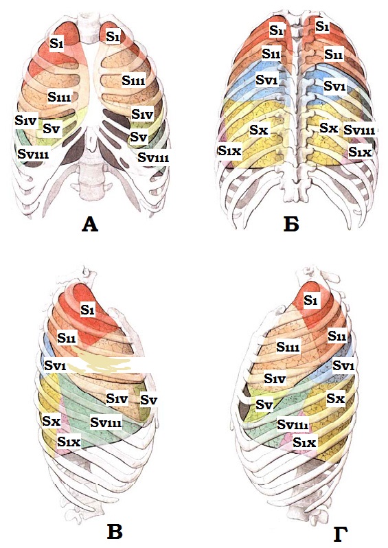 Анатомия груди и лёгких (иллюстрации)