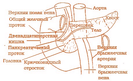 анатомия поджелудочной железы (схема)